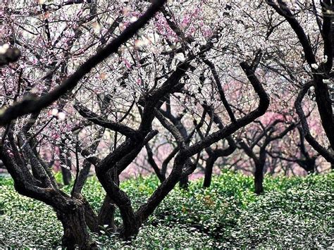 梅花洲景區怎麼樣，梅花洲景區的梅花是不是真的會唱歌？